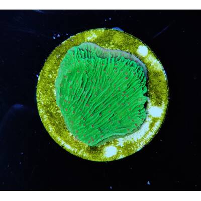 Montipora sp. (Raspberry Lemonade)