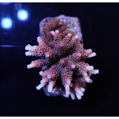 Acropora hyacinthus (Ultra)