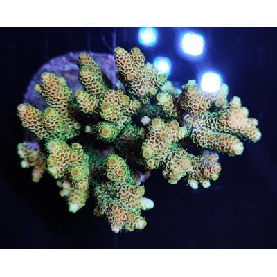 Acropora millepora (Sunset Yellow-Green)