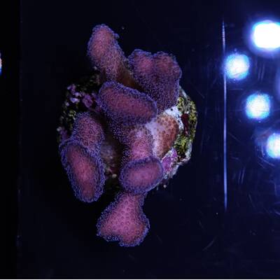 Stylophora pistillata (Milka)