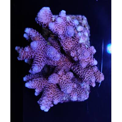 Acropora Millepora Rainbow M 1