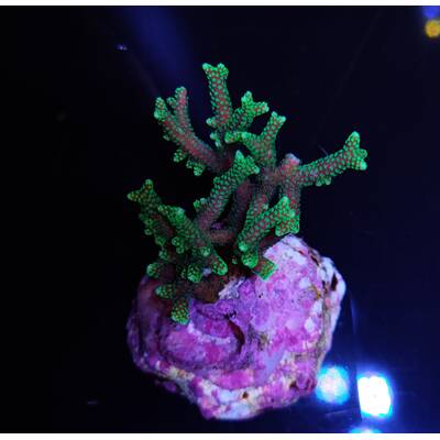 Seriatopora Caliendrum (Green) 1