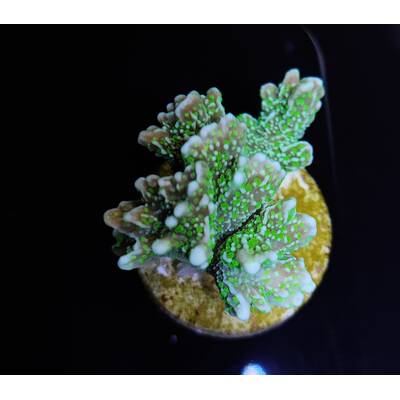 Montipora malampaya (Frag)