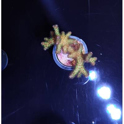 Seriatopora guttatus (Bird of Paradise) 3