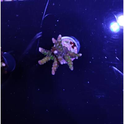 Anacropora spp. (Green Goblin) (frag)