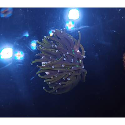 Euphyllia Glabrescens Golden Torch 3