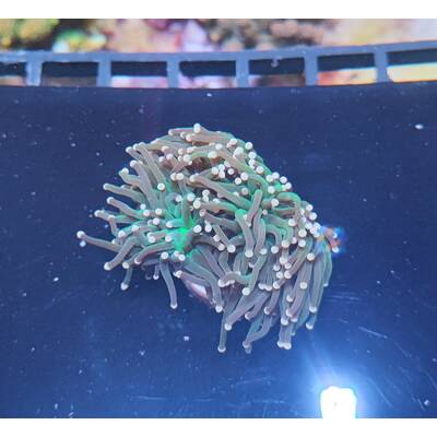 Euphyllia Glabrescens (Orange/Pink)