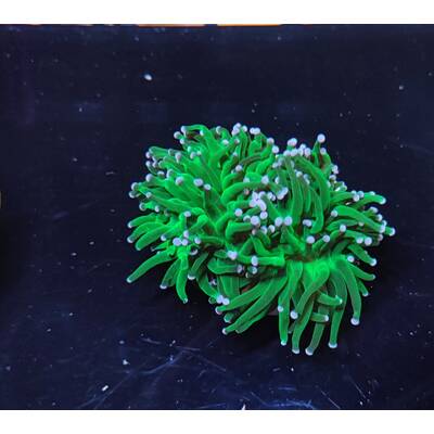 Euphyllia Glabrescens (Blueberry) 2