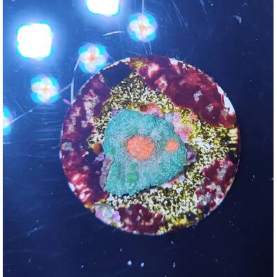 Mycedium spp. (Premium) (frag) 1