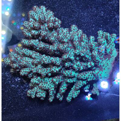 Acropora Sarmentosa