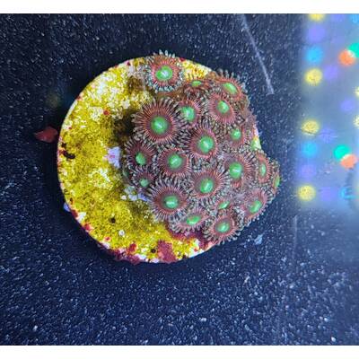 Zoanthus sp. (Ultra) 2