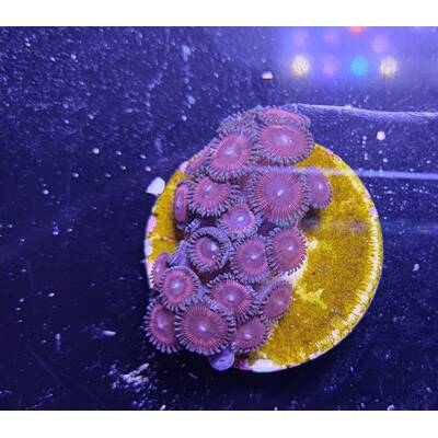 Zoanthus sp. (Ultra) 1