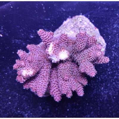 Acropora Millepora Red-Pink