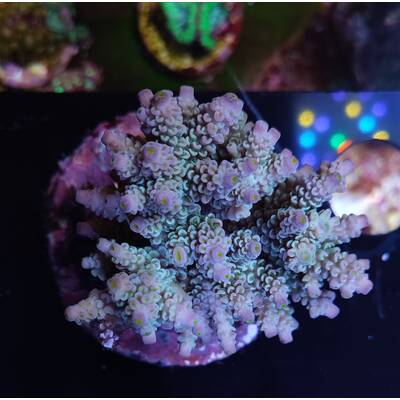 Acropora sp 21