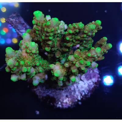 Acropora sp 22
