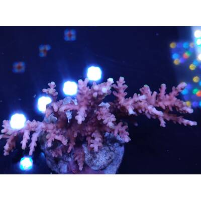 Acropora sp 25