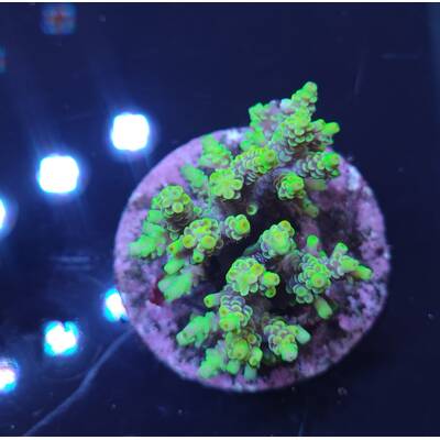 Acropora sp