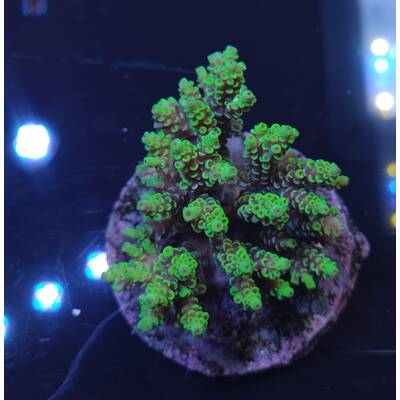 Acropora sp 1