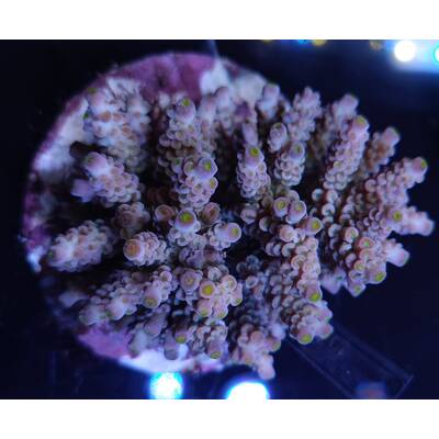 Acropora sp 4