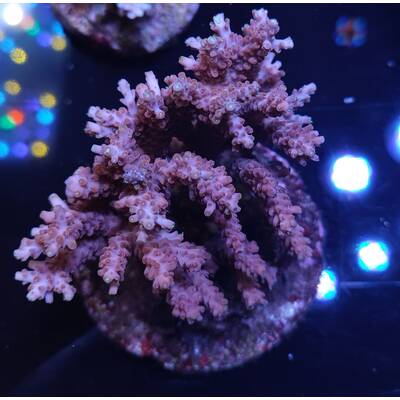 Acropora sp 6