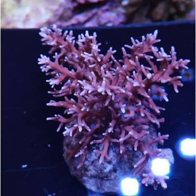 Acropora sp 7