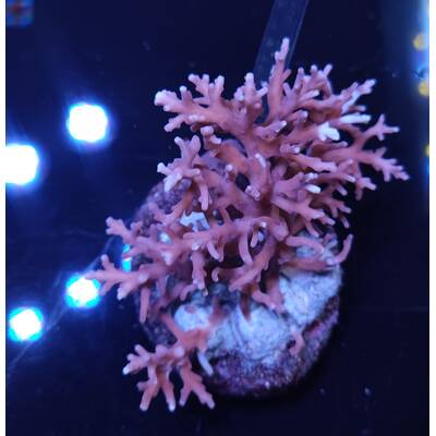 Acropora sp 9