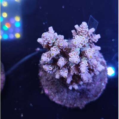 Acropora sp 14