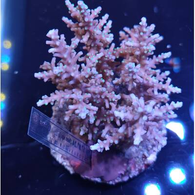 Acropora sp 15