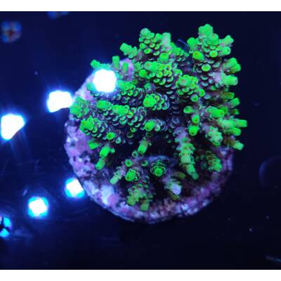 Acropora sp 26