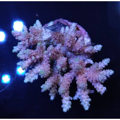 Acropora sp 29