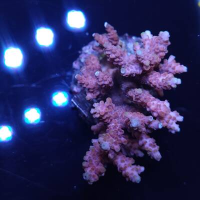 Acropora sp 31