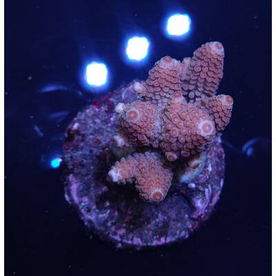 Acropora sp 32