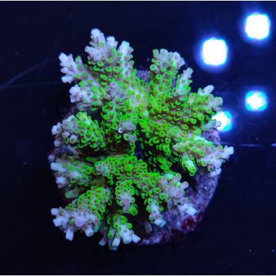 Acropora sp 33