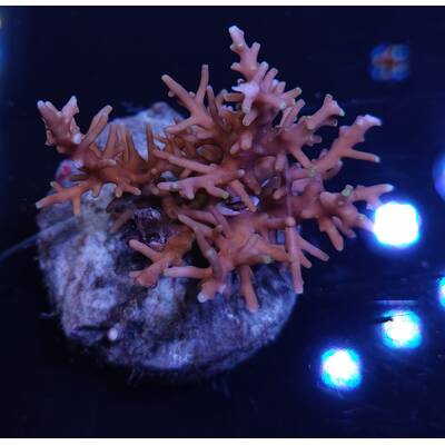 Acropora sp 34