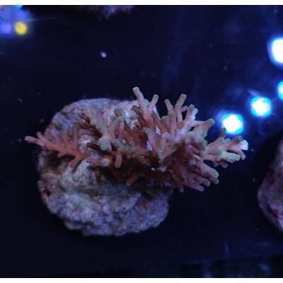 Acropora sp 37