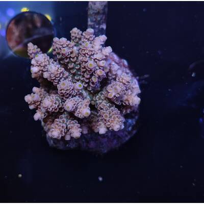 Acropora sp 38