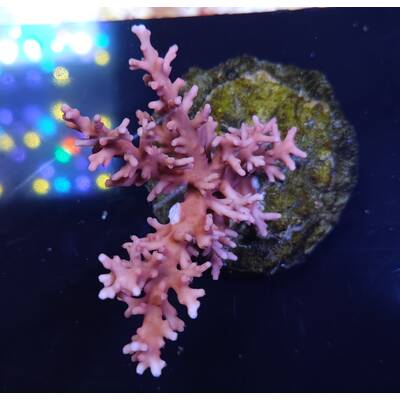Acropora sp 39