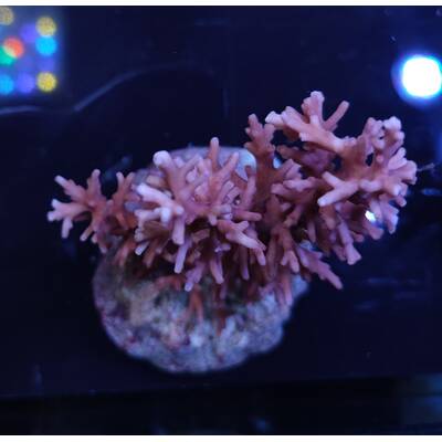 Acropora sp 40