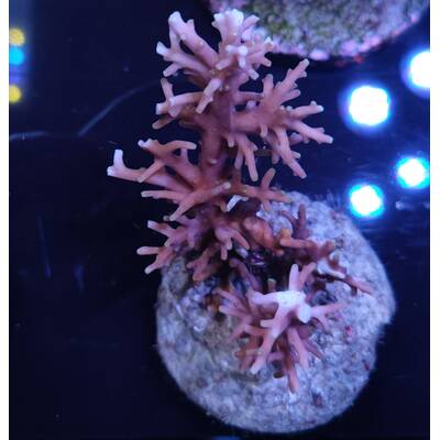 Acropora sp 42