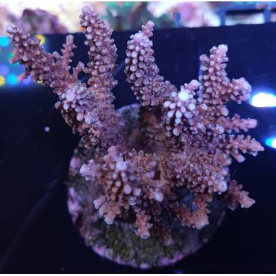 Acropora sp 41