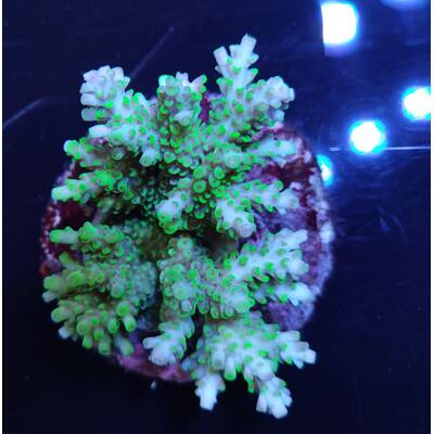 Acropora sp 43