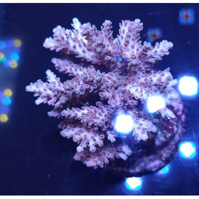 Acropora sp 44