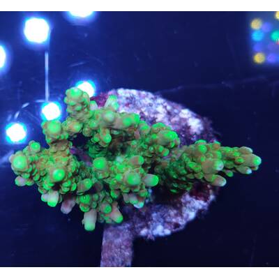Acropora sp 45