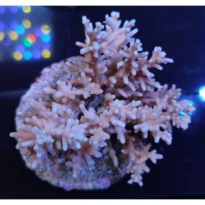 Acropora sp 48