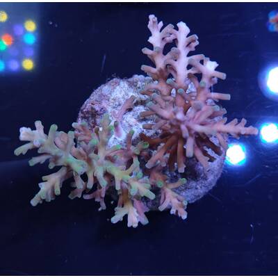 Acropora sp 50