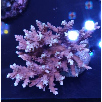 Acropora sp 51