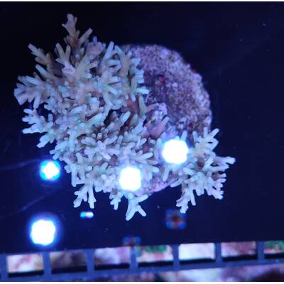 Acropora sp 52
