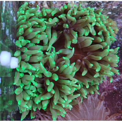 Macrodactyla Gigantea  Long Tentacle Anemone 1