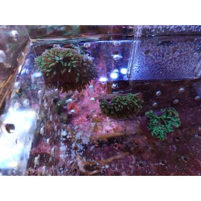 Entacmea Quadricolor Green Corn Anemone 1