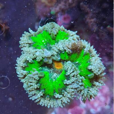 Phymanthus  Crucifer 1